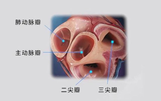 二尖瓣手术对心房功能性反流的治疗效果